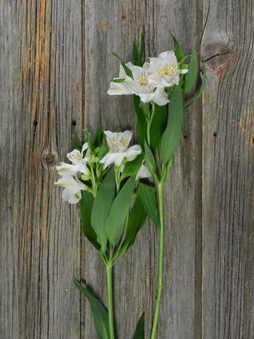 WHISTLER WHITE ALSTROEMERIA